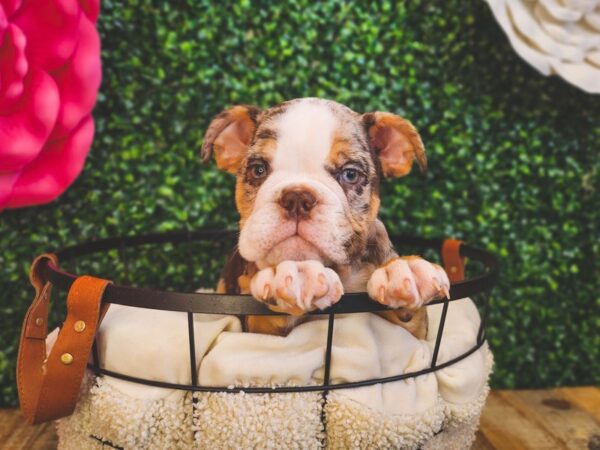 English Bulldog Dog Male Chocolate Merle 12957 Petland Henderson, Nevada