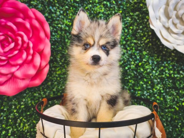 Pomsky-Dog-Male-Blue Merle-12960-Petland Henderson, Nevada