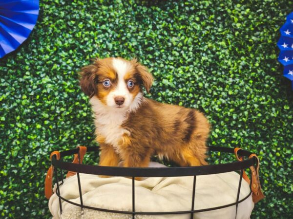 Miniature Australian Shepherd Dog Female Red Merle 12966 Petland Henderson, Nevada