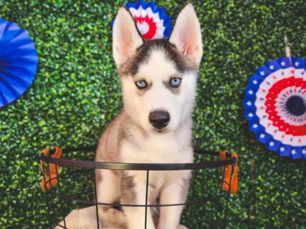 Siberian Husky-Dog-Male-Black / White-12947-Petland Henderson, Nevada