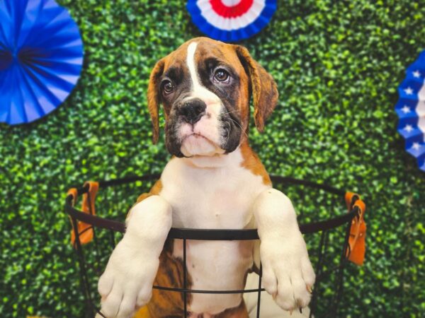 Boxer Dog Male 12970 Petland Henderson, Nevada