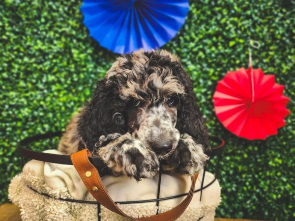 Standard Poodle-Dog-Female-Blue-12973-Petland Henderson, Nevada