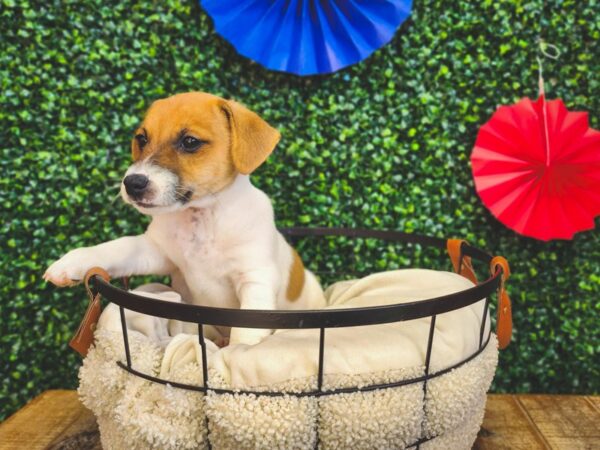 Jack Russell Terrier-Dog-Male-White / Red-12977-Petland Henderson, Nevada