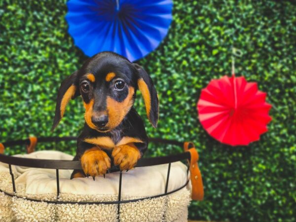 Dachshund-Dog-Female-Black / Tan-12976-Petland Henderson, Nevada