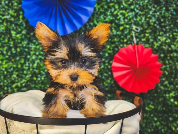 Yorkshire Terrier Dog Male Black / Tan 12984 Petland Henderson, Nevada