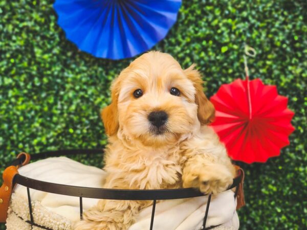 Goldendoodle Mini Dog Male Gold 12986 Petland Henderson, Nevada