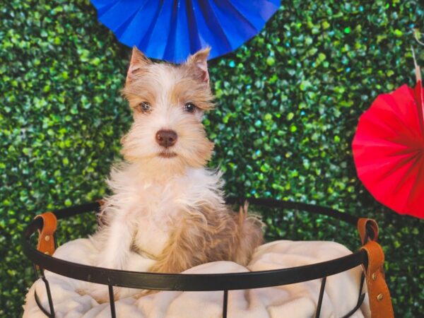 Confetti Schnauzer-Dog-Male-Champagne-12991-Petland Henderson, Nevada