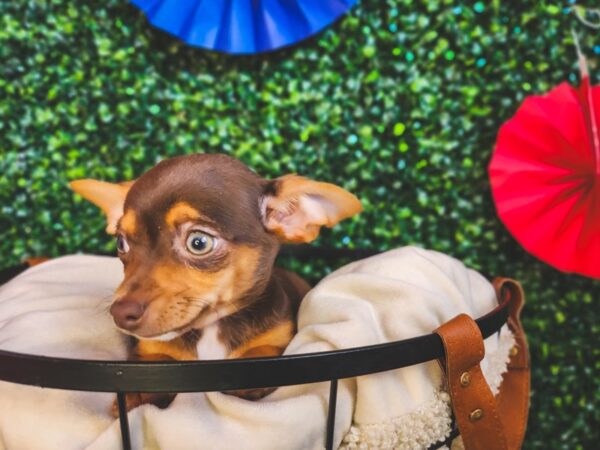 Chihuahua-Dog-Male-Chocolate and Tan-12987-Petland Henderson, Nevada