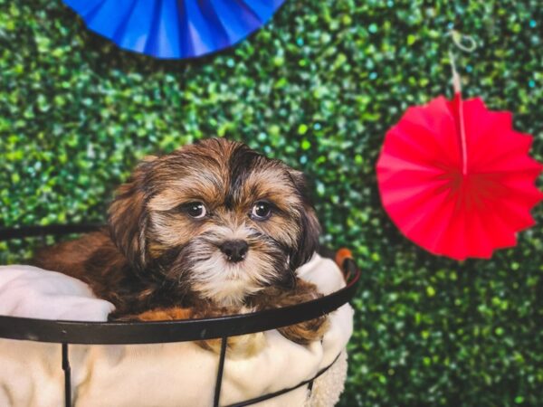 Lhasa Apso Dog Male Grizzle 12989 Petland Henderson, Nevada