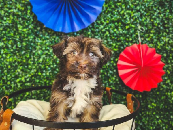 Havanese Dog Female Chocolate Sable 12983 Petland Henderson, Nevada