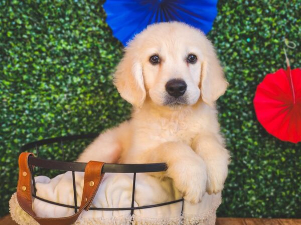 Golden Retriever Dog Female Cream 12992 Petland Henderson, Nevada