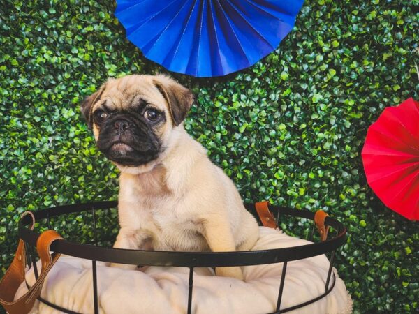 Pug Dog Female Fawn 12994 Petland Henderson, Nevada