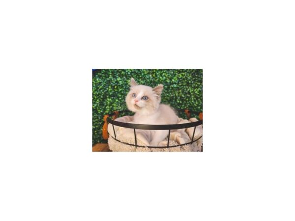 Ragdoll-Cat-Female-Blue Point/ Bicolor-12962-Petland Henderson, Nevada