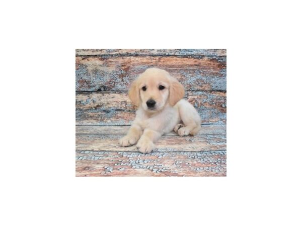 Golden Retriever-Dog-Male-Light Golden-13015-Petland Henderson, Nevada