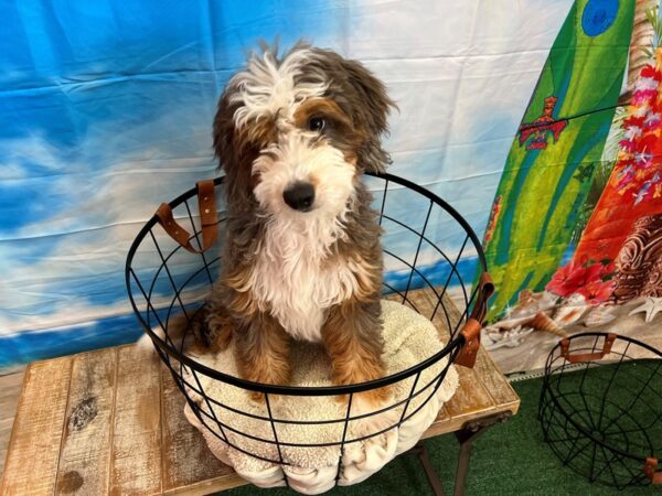 Bernedoodle Mini-Dog-Female-Merle-12969-Petland Henderson, Nevada