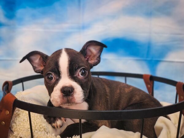 Boston Terrier Dog Female Brindle / White 13005 Petland Henderson, Nevada