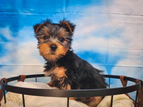 Yorkshire Terrier Dog Male Black / Tan 13010 Petland Henderson, Nevada