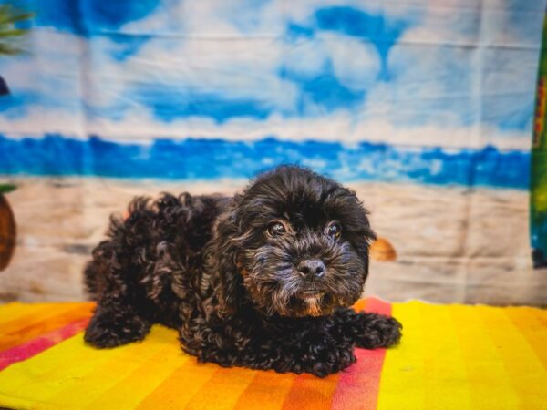 Shih -Poo-Dog-Male-Black-13017-Petland Henderson, Nevada