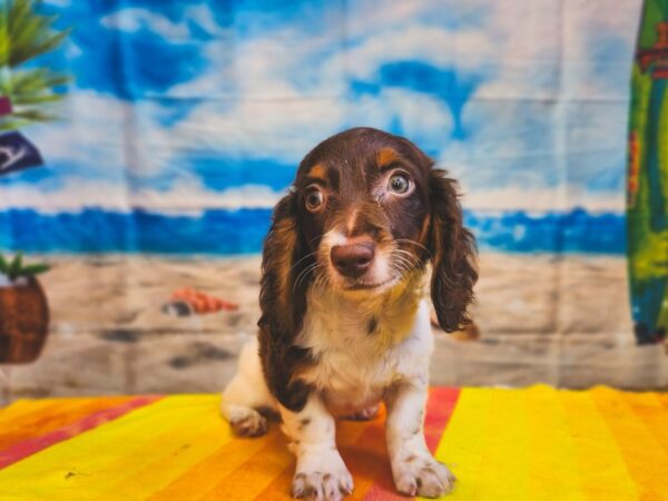 Dachshund Dog Female Chocolate / White 13009 Petland Henderson, Nevada