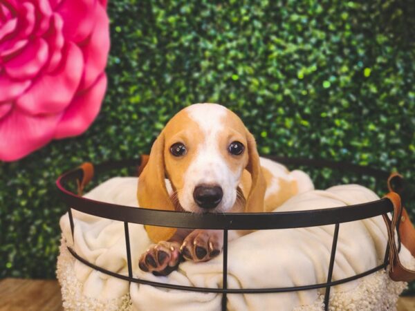 Dachshund Dog Male Fawn 12958 Petland Henderson, Nevada