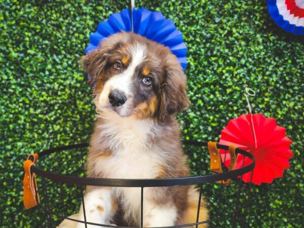 Australian Shepherd Dog Male Blue Tan 12948 Petland Henderson, Nevada