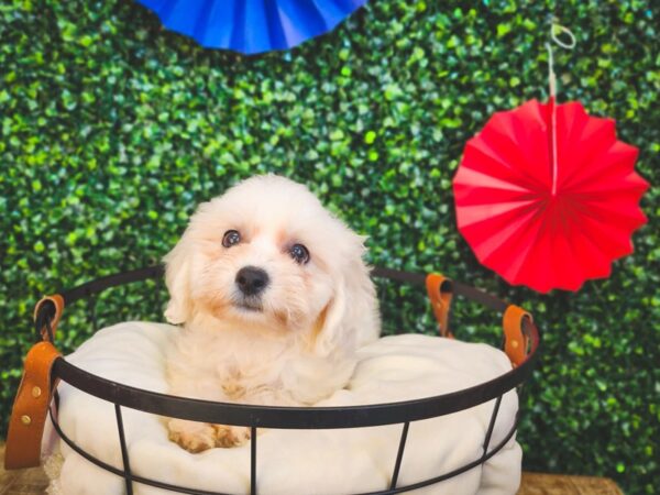 Teddy Bear-Dog-Male-Cream-12985-Petland Henderson, Nevada