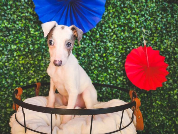 Italian Greyhound Dog Male Blue 12988 Petland Henderson, Nevada