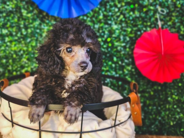 Poodle Dog Female Silver 12990 Petland Henderson, Nevada