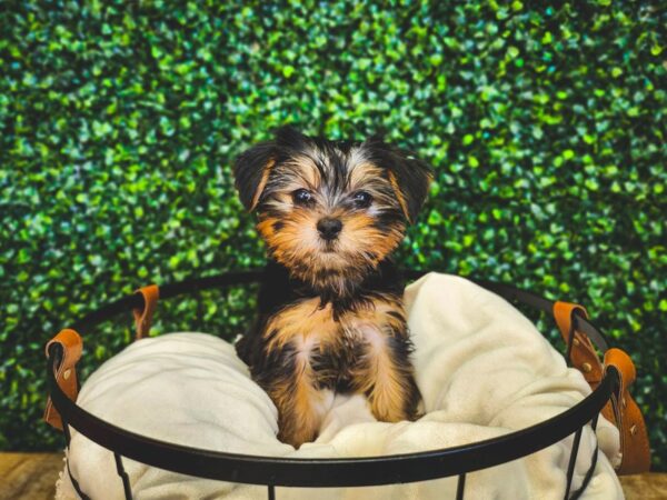 Morkie Dog Female Black / Tan 13000 Petland Henderson, Nevada