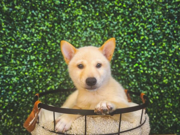 Shiba Inu-Dog-Male-Cream-12996-Petland Henderson, Nevada