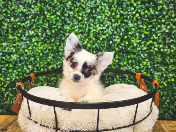 Chihuahua Dog Female White 13002 Petland Henderson, Nevada