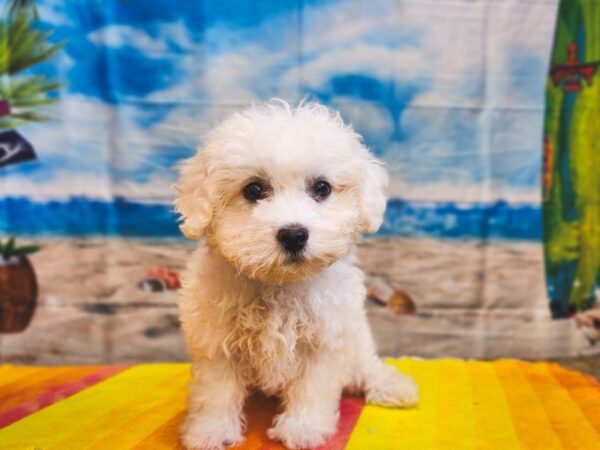 Bichon Frise-Dog-Female-White-13012-Petland Henderson, Nevada