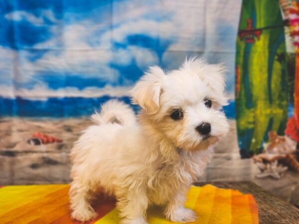 Maltese Dog Female White 13006 Petland Henderson, Nevada