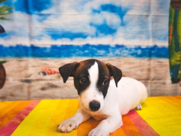 Jack Russell Terrier-Dog-Male-White-13011-Petland Henderson, Nevada