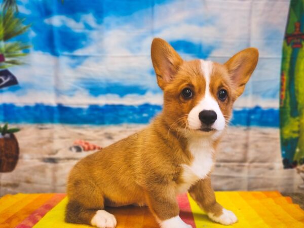 Pembroke Welsh Corgi Dog Female Sable / White 13008 Petland Henderson, Nevada