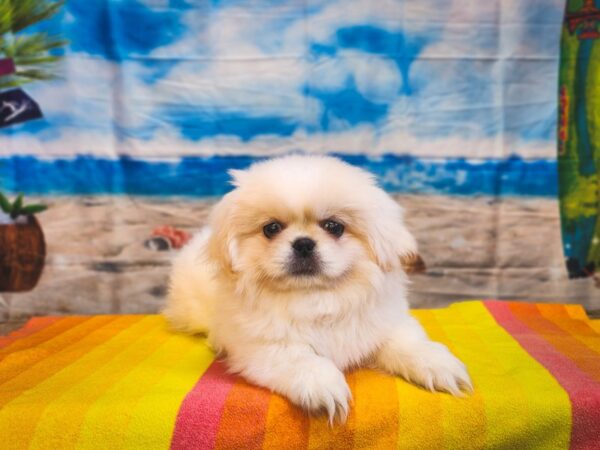 Pekingese Dog Male Cream 13025 Petland Henderson, Nevada