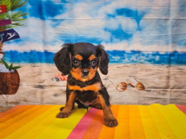 Cavalier King Charles Spaniel Dog Male Black and Tan 13020 Petland Henderson, Nevada