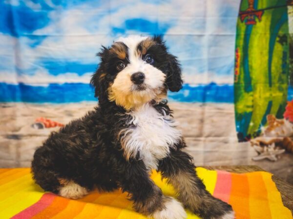 Miniature Bernedoodle-Dog-Female-Tri Color-13023-Petland Henderson, Nevada