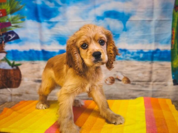 Cockalier-Dog-Female-Golden-13024-Petland Henderson, Nevada