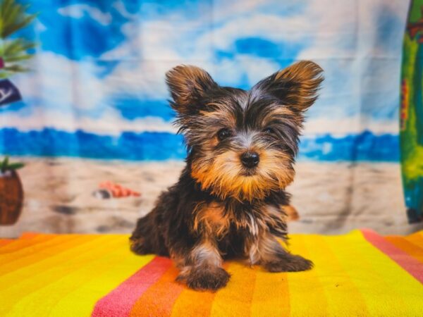 Yorkshire Terrier-Dog-Female-Black / Tan-13033-Petland Henderson, Nevada