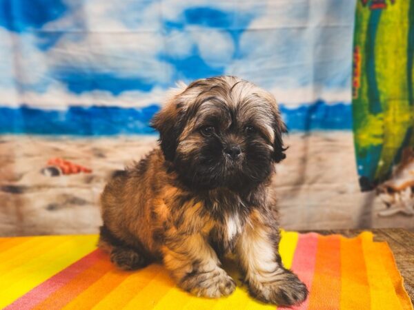 Shih Tzu-Dog-Male-Silver Gold and White-13029-Petland Henderson, Nevada