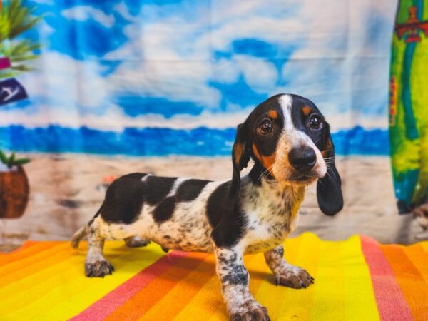 Dachshund Dog Male Black and Tan 13027 Petland Henderson, Nevada