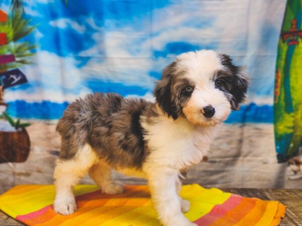 Mini Aussie Poo Dog Female Merle 13032 Petland Henderson, Nevada