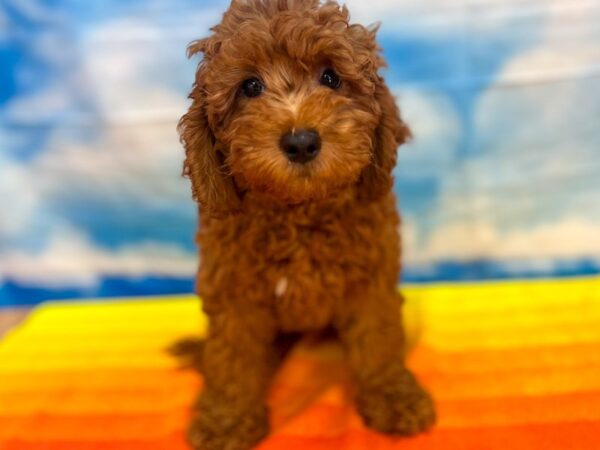 Goldendoodle Mini F1-Dog-Male-Red-13034-Petland Henderson, Nevada