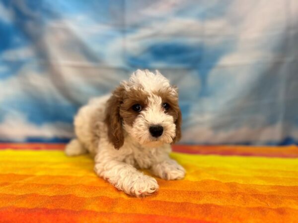 Cock A Poo 2nd Gen-Dog-Male-Apricot-13044-Petland Henderson, Nevada