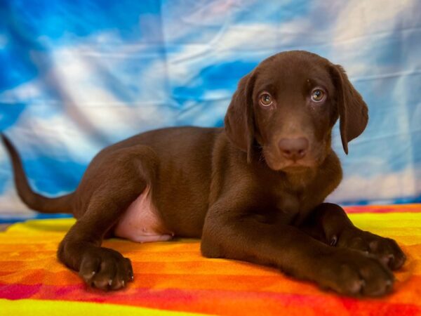 Labrador Retriever Dog Male Chocolate 13038 Petland Henderson, Nevada