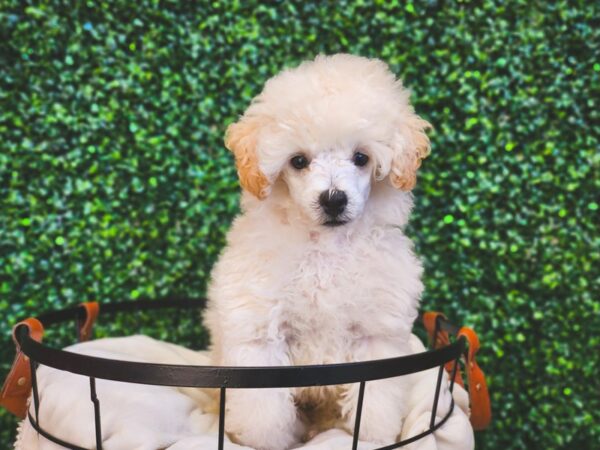 [#12995] Cream Male Poodle Puppies for Sale