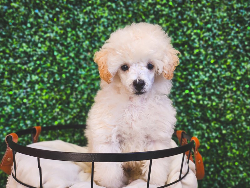 Poodle - 12995 Image #1