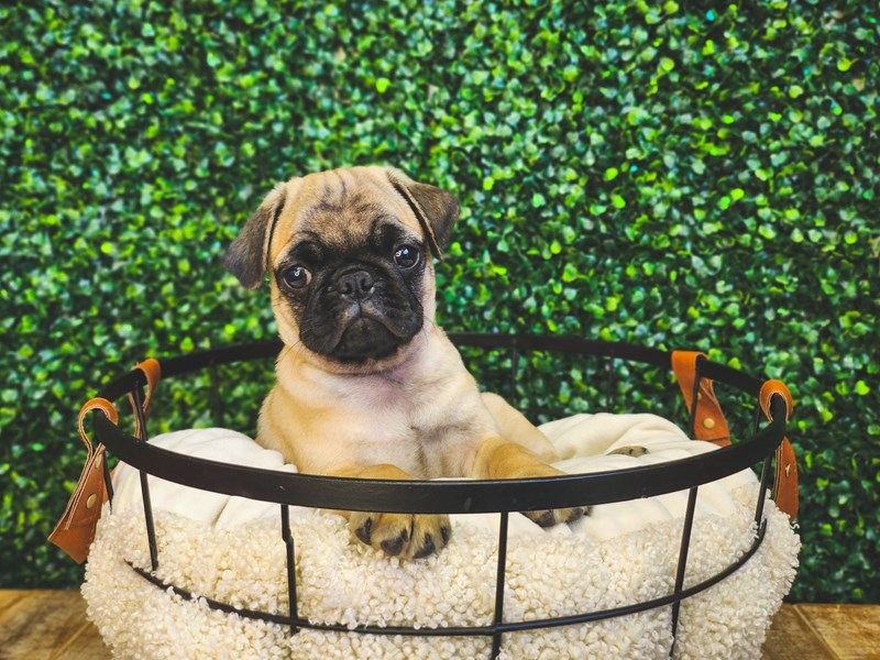 Pug - 13003 Image #1