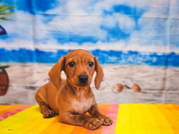 [#13014] Red Male Dachshund Puppies for Sale